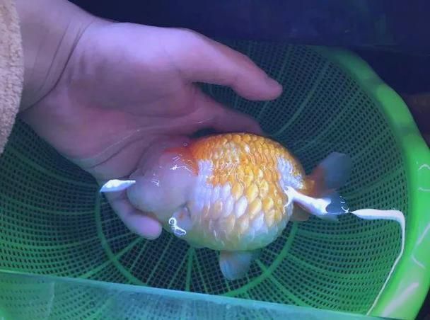 能提供更多關于金魚炸鱗病的圖片嗎，過背金龍魚混養有哪些成功案例判斷過背金龍魚是否適應混養
