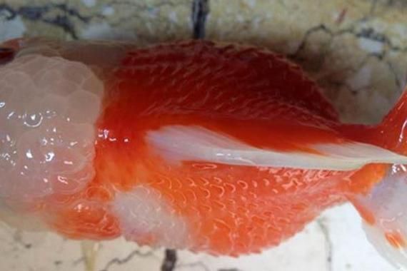 能提供更多關于金魚炸鱗病的圖片嗎，過背金龍魚混養有哪些成功案例判斷過背金龍魚是否適應混養