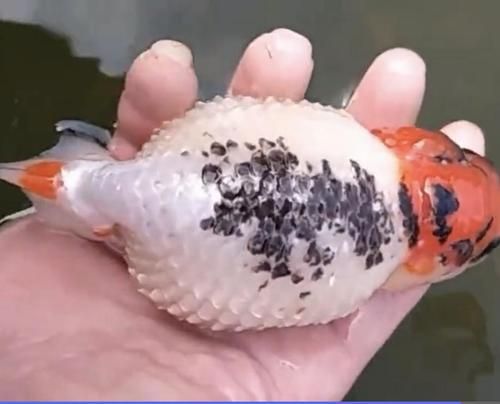 能提供更多關于金魚炸鱗病的圖片嗎，過背金龍魚混養有哪些成功案例判斷過背金龍魚是否適應混養