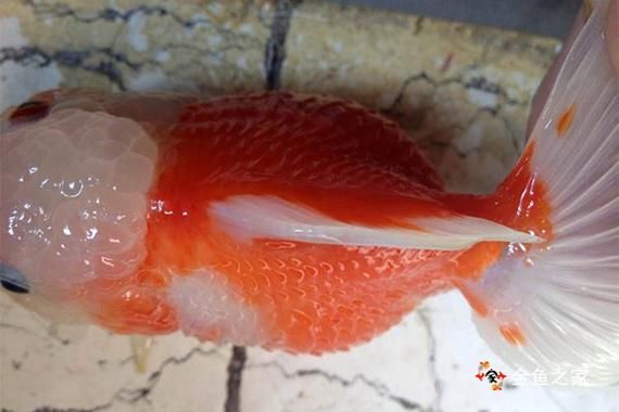 能提供更多關于金魚炸鱗病的圖片嗎，過背金龍魚混養有哪些成功案例判斷過背金龍魚是否適應混養