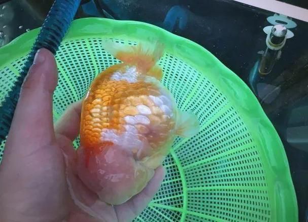 能提供更多關于金魚炸鱗病的圖片嗎，過背金龍魚混養有哪些成功案例判斷過背金龍魚是否適應混養