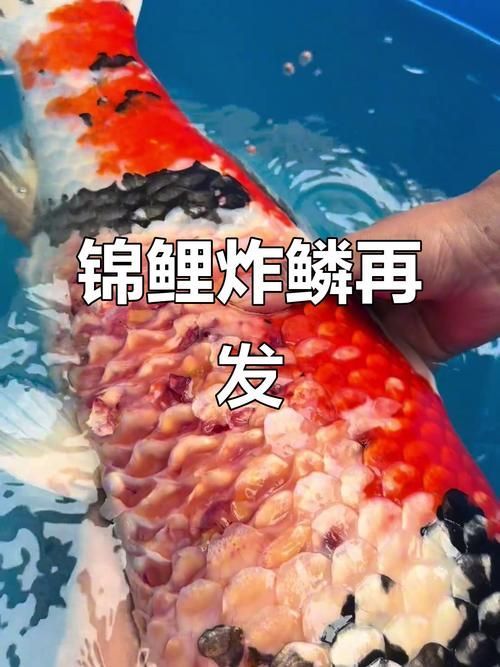 能提供更多關于金魚炸鱗病的圖片嗎，過背金龍魚混養有哪些成功案例判斷過背金龍魚是否適應混養