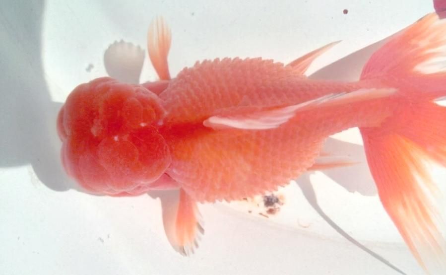 能提供更多關于金魚炸鱗病的圖片嗎，過背金龍魚混養有哪些成功案例判斷過背金龍魚是否適應混養
