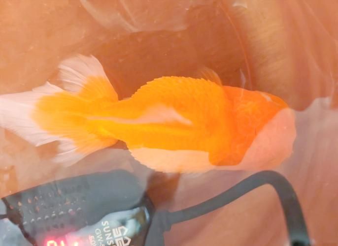 能提供更多關于金魚炸鱗病的圖片嗎，過背金龍魚混養有哪些成功案例判斷過背金龍魚是否適應混養