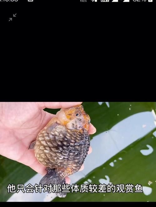 能提供更多關于金魚炸鱗病的圖片嗎，過背金龍魚混養有哪些成功案例判斷過背金龍魚是否適應混養