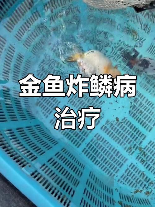能提供更多關于金魚炸鱗病的圖片嗎，過背金龍魚混養有哪些成功案例判斷過背金龍魚是否適應混養