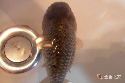 能提供更多關于金魚炸鱗病的圖片嗎，過背金龍魚混養有哪些成功案例判斷過背金龍魚是否適應混養