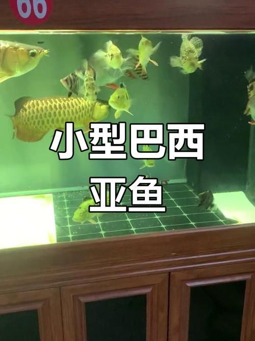 巴西亞魚的價格是多少？，巴西亞魚的價格是多少