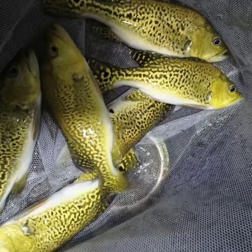 巴西亞魚的價格是多少？，巴西亞魚的價格是多少