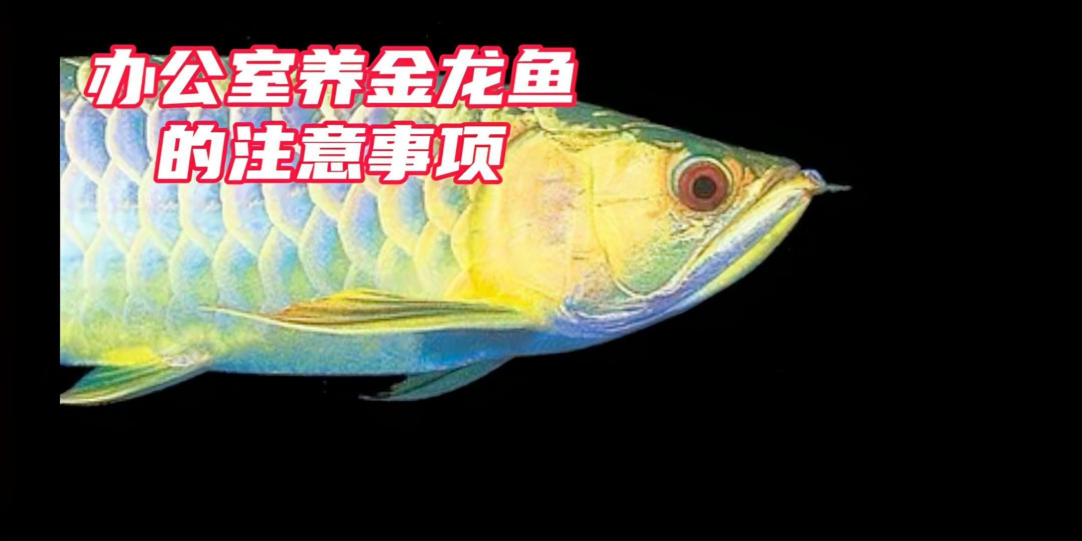 龍魚缸多高最適合飼養(yǎng)金龍魚？ 龍魚缸多高最適合飼養(yǎng)金龍魚？ 龍魚百科 第3張
