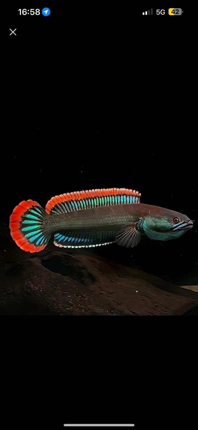 夢幻雷龍魚有哪些品種？，夢幻雷龍魚品種與飼養指南:夢幻雷龍魚品種對照表 夢幻雷龍魚有哪些品種？，夢幻雷龍魚品種與飼養指南:夢幻雷龍魚品種對照表 龍魚百科 第4張