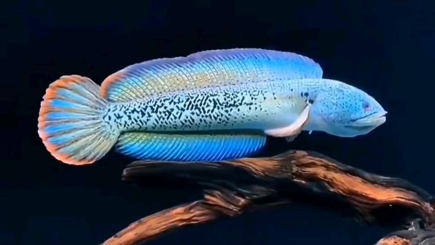 夢幻雷龍魚有哪些品種？，夢幻雷龍魚品種與飼養指南:夢幻雷龍魚品種對照表 夢幻雷龍魚有哪些品種？，夢幻雷龍魚品種與飼養指南:夢幻雷龍魚品種對照表 龍魚百科 第13張