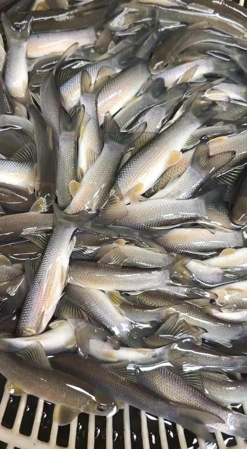 如何判斷魚苗的健康狀況？，判斷魚苗健康狀況是否健康，如何判斷魚苗的健康狀況
