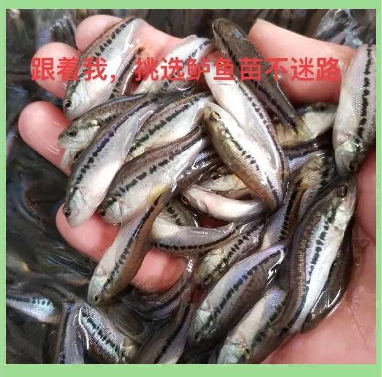 如何判斷魚苗的健康狀況？，判斷魚苗健康狀況是否健康，如何判斷魚苗的健康狀況