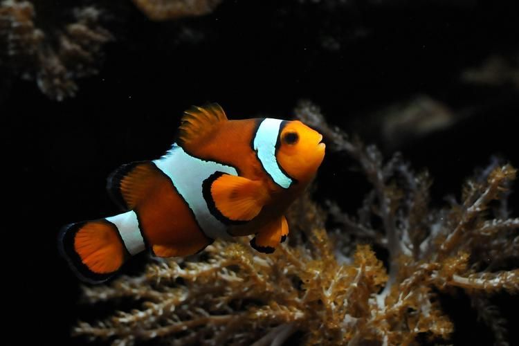 眼斑魚,“眼斑魚”并非單一物種的正式學名,眼斑魚并非單一物種的正式學名 龍魚百科 第2張 眼斑魚,“眼斑魚”并非單一物種的正式學名,眼斑魚并非單一物種的正式學名 眼斑魚,“眼斑魚”并非單一物種的正式學名,眼斑魚并非單一物種的正式學名 龍魚百科 第2張