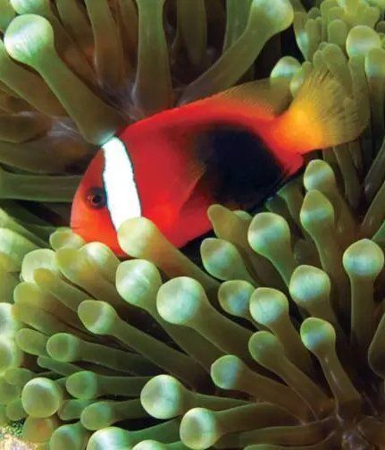 眼斑魚，“眼斑魚”并非單一物種的正式學名，眼斑魚并非單一物種的正式學名 眼斑魚，“眼斑魚”并非單一物種的正式學名，眼斑魚并非單一物種的正式學名 龍魚百科 第10張