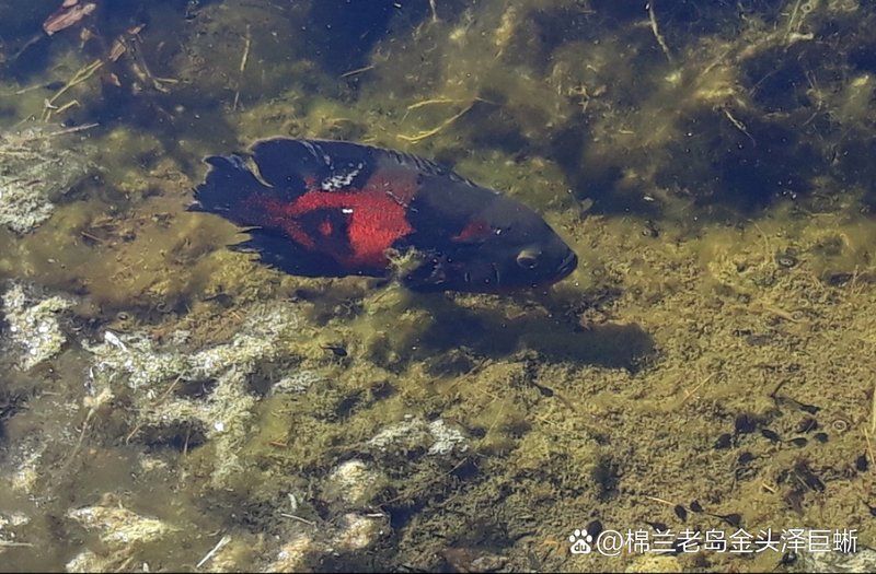 眼斑魚，“眼斑魚”并非單一物種的正式學名，眼斑魚并非單一物種的正式學名 眼斑魚，“眼斑魚”并非單一物種的正式學名，眼斑魚并非單一物種的正式學名 龍魚百科 第9張