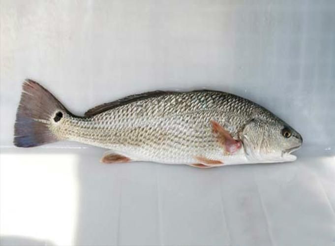 眼斑魚,“眼斑魚”并非單一物種的正式學名,眼斑魚并非單一物種的正式學名 龍魚百科 第7張 眼斑魚,“眼斑魚”并非單一物種的正式學名,眼斑魚并非單一物種的正式學名 眼斑魚,“眼斑魚”并非單一物種的正式學名,眼斑魚并非單一物種的正式學名 龍魚百科 第7張
