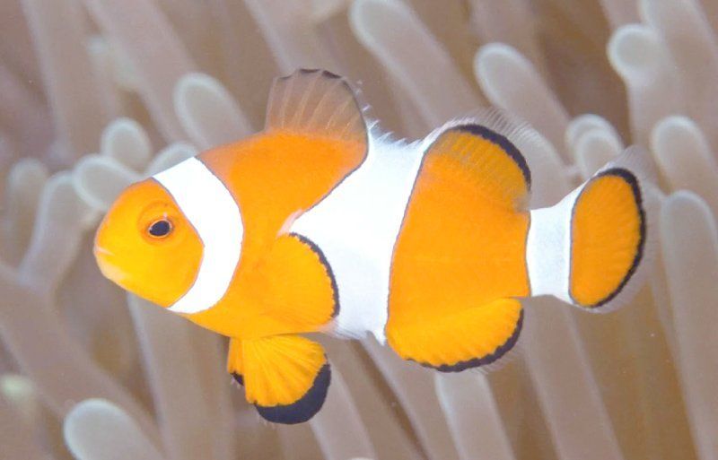眼斑魚，“眼斑魚”并非單一物種的正式學名，眼斑魚并非單一物種的正式學名 眼斑魚，“眼斑魚”并非單一物種的正式學名，眼斑魚并非單一物種的正式學名 龍魚百科 第11張