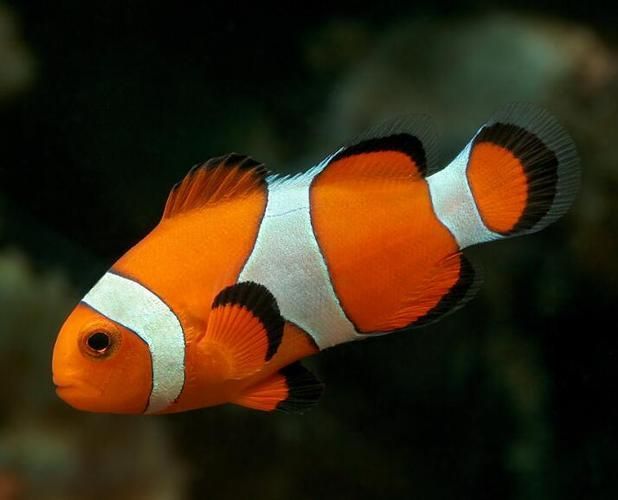 眼斑魚,“眼斑魚”并非單一物種的正式學名,眼斑魚并非單一物種的正式學名 龍魚百科 第1張 眼斑魚,“眼斑魚”并非單一物種的正式學名,眼斑魚并非單一物種的正式學名 眼斑魚,“眼斑魚”并非單一物種的正式學名,眼斑魚并非單一物種的正式學名 龍魚百科 第1張