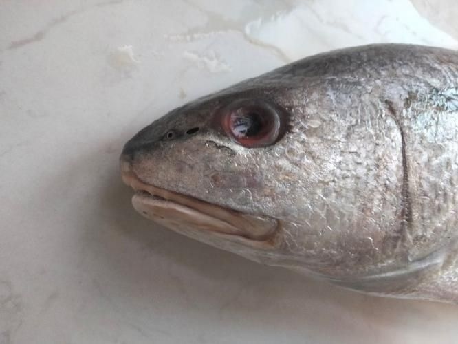 眼斑魚,“眼斑魚”并非單一物種的正式學名,眼斑魚并非單一物種的正式學名 龍魚百科 第6張 眼斑魚,“眼斑魚”并非單一物種的正式學名,眼斑魚并非單一物種的正式學名 眼斑魚,“眼斑魚”并非單一物種的正式學名,眼斑魚并非單一物種的正式學名 龍魚百科 第6張