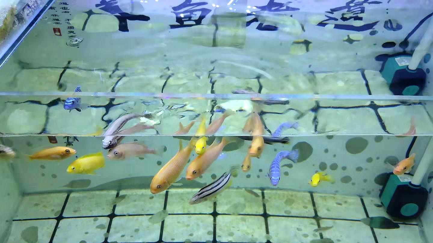 如何判斷魚(yú)是否適合加鹽，如何判斷魚(yú)是否適合加鹽，