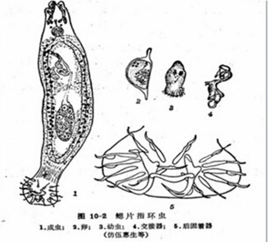 有哪些藥物可以治療龍魚寄生蟲，關于龍魚寄生蟲治療 有哪些藥物可以治療龍魚寄生蟲，關于龍魚寄生蟲治療 龍魚百科 第5張