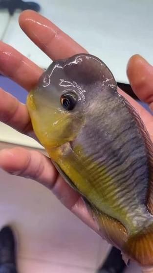 斯維尼關刀魚幼魚如何護理？，斯維尼關刀魚幼魚護理