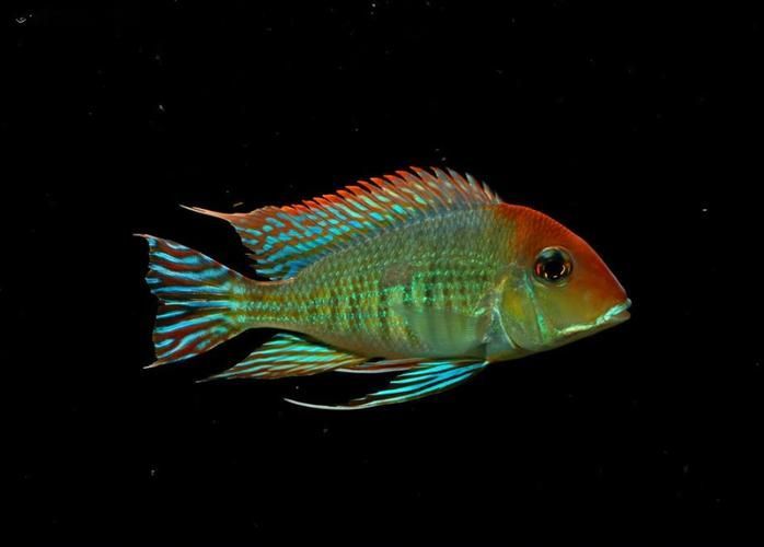 斯維尼關刀魚幼魚如何護理？，斯維尼關刀魚幼魚護理