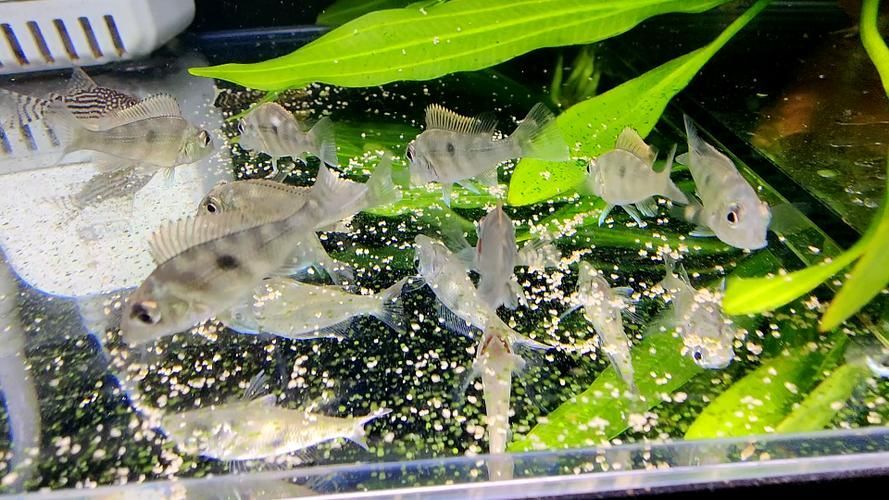 斯維尼關刀魚幼魚如何護理？，斯維尼關刀魚幼魚護理