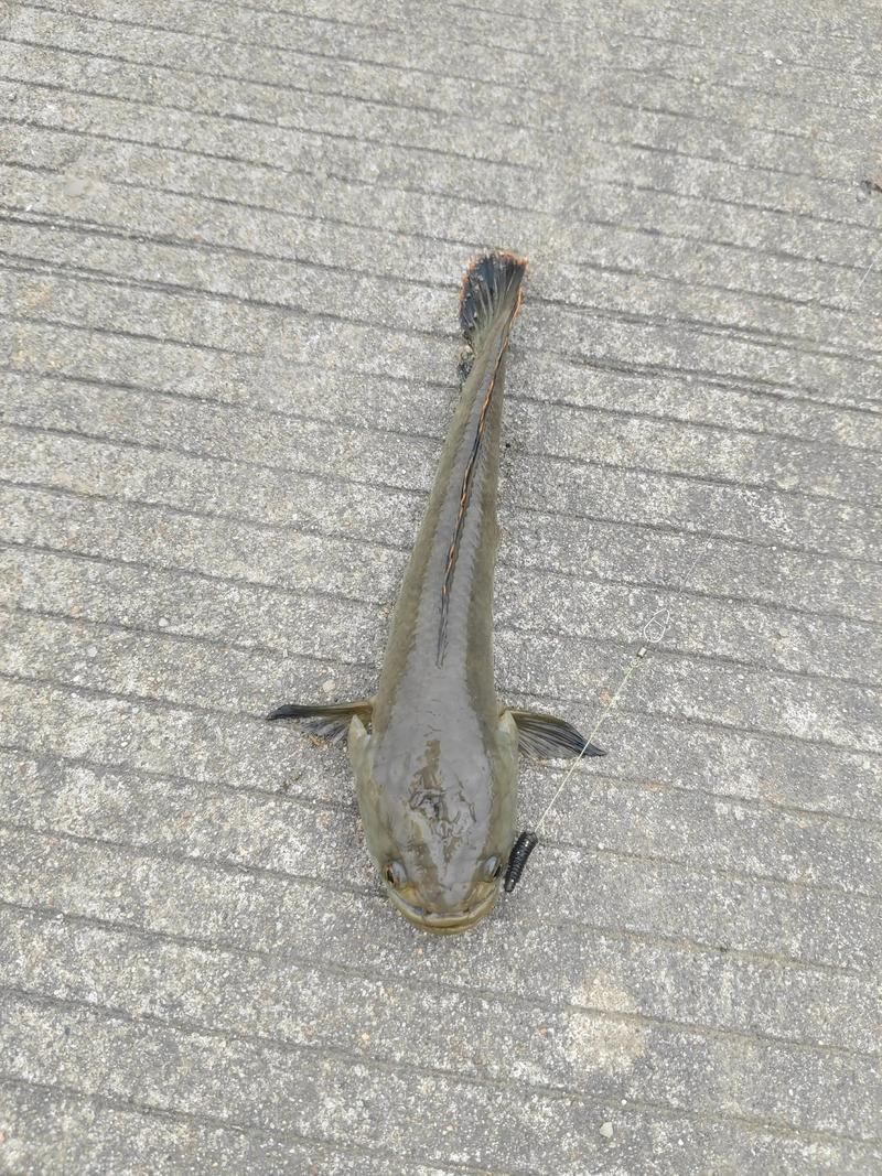 給我一些野生雷龍魚的圖片，野生雷龍魚生產基地圖鑒清單，野生雷龍魚的圖鑒清單 給我一些野生雷龍魚的圖片，野生雷龍魚生產基地圖鑒清單，野生雷龍魚的圖鑒清單 龍魚百科 第6張