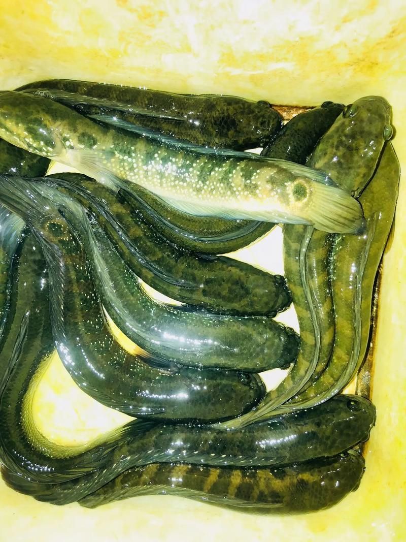 給我一些野生雷龍魚的圖片，野生雷龍魚生產基地圖鑒清單，野生雷龍魚的圖鑒清單 給我一些野生雷龍魚的圖片，野生雷龍魚生產基地圖鑒清單，野生雷龍魚的圖鑒清單 龍魚百科 第7張