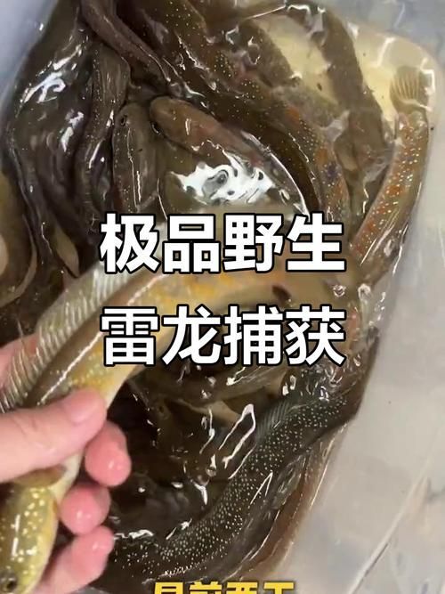 給我一些野生雷龍魚的圖片，野生雷龍魚生產基地圖鑒清單，野生雷龍魚的圖鑒清單 給我一些野生雷龍魚的圖片，野生雷龍魚生產基地圖鑒清單，野生雷龍魚的圖鑒清單 龍魚百科 第12張