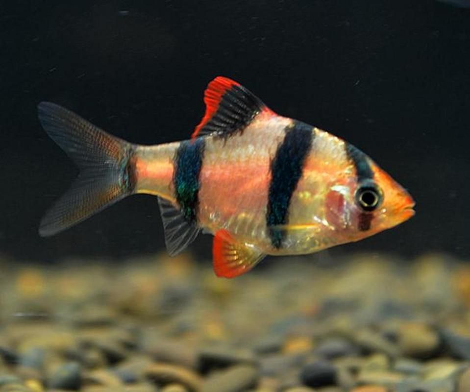 金三間魚的飼養方法，金三間魚的飼養