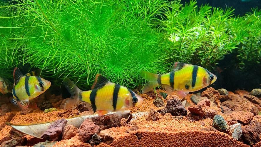 金三間魚的飼養方法，金三間魚的飼養