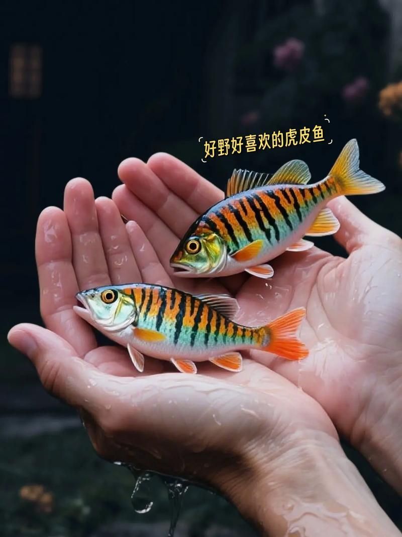 金三間魚的飼養方法，金三間魚的飼養