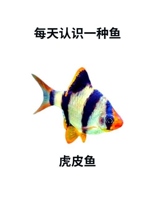 金三間魚的飼養方法，金三間魚的飼養