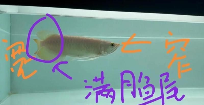 購買龍魚時如何談價格？ 購買龍魚時如何談價格？ 龍魚百科 第8張