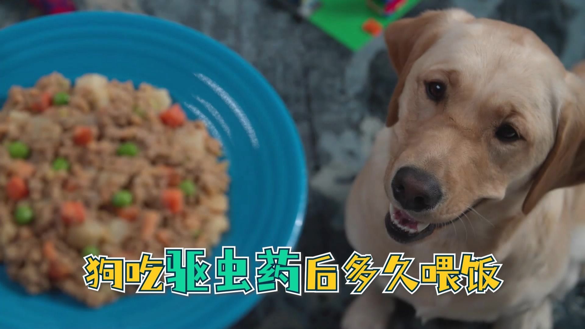 驅(qū)蟲后多久可以喂食，狗吃驅(qū)蟲后多久可以喂食狗吃驅(qū)蟲藥后多久可以喂食 驅(qū)蟲后多久可以喂食，狗吃驅(qū)蟲后多久可以喂食狗吃驅(qū)蟲藥后多久可以喂食 龍魚百科 第1張