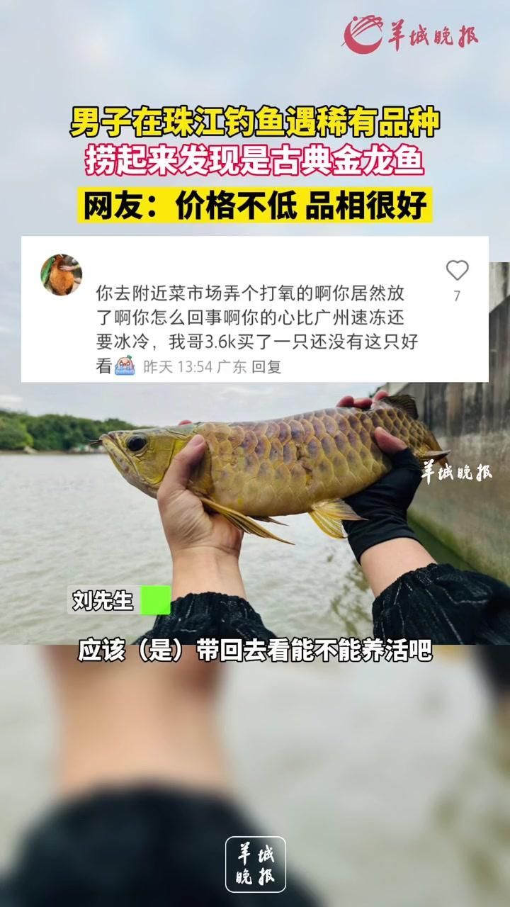 如何區(qū)分金龍魚的稀有品種，金龍魚的稀有品種