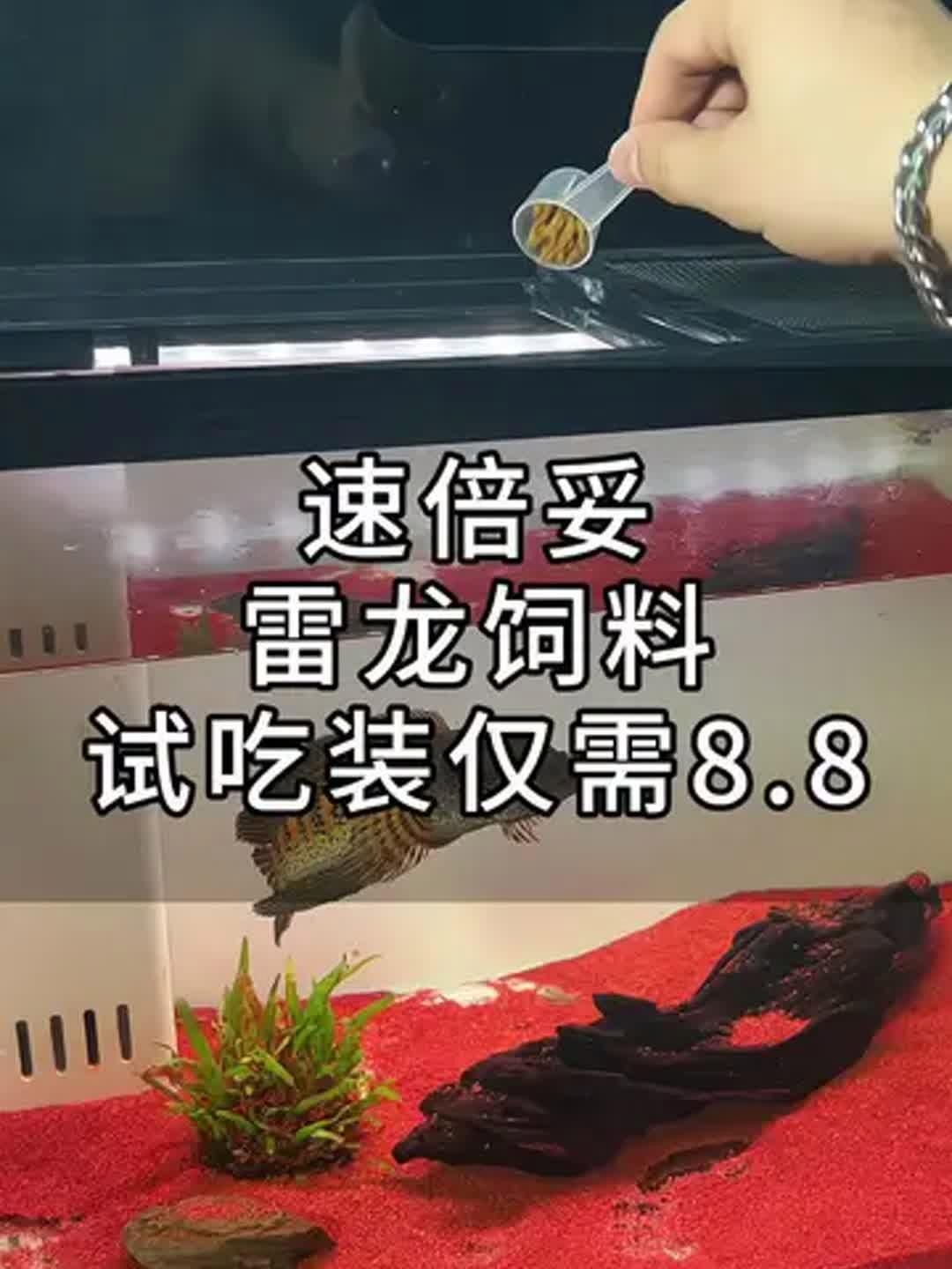 速倍妥飼料哪個(gè)型號最好？，速倍妥各型號對照表，幫你快速選對適合你家魚種的飼料？