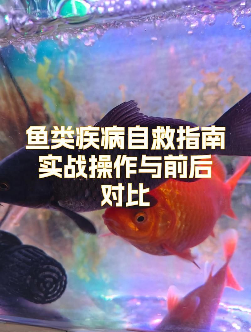 哪些情況下需要隔離病魚，小米魚缸魚病隔離治療全攻略小米魚缸魚病自救指南 哪些情況下需要隔離病魚，小米魚缸魚病隔離治療全攻略小米魚缸魚病自救指南 龍魚百科 第2張