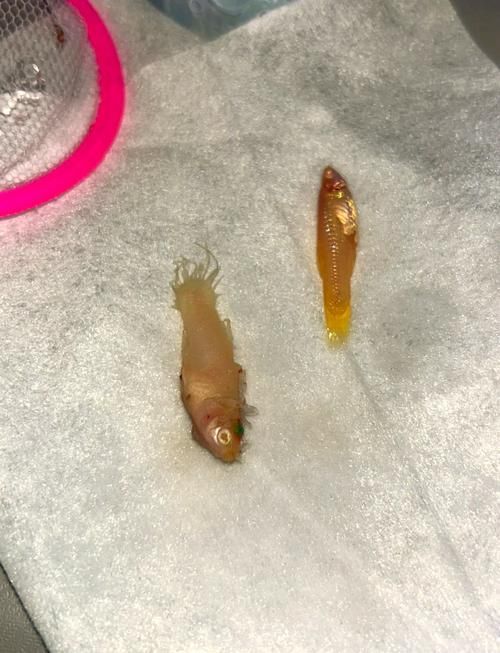 龍魚突然死亡后多久會開始腐爛，龍魚死亡后多久會開始腐爛調用arxiv論文助手