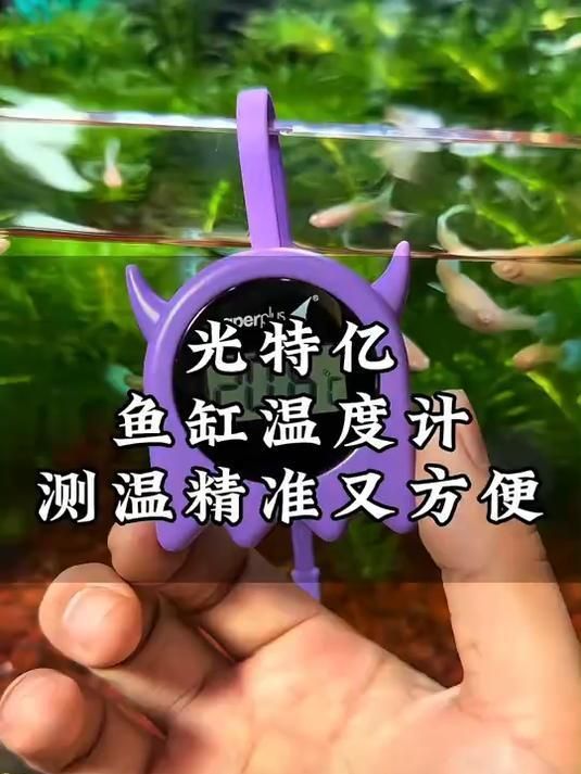 有哪些方法可以穩(wěn)定龍魚的水溫，蘭嶼靜音變頻水泵介紹蘭嶼靜音變頻水泵介紹 有哪些方法可以穩(wěn)定龍魚的水溫，蘭嶼靜音變頻水泵介紹蘭嶼靜音變頻水泵介紹 龍魚百科 第1張