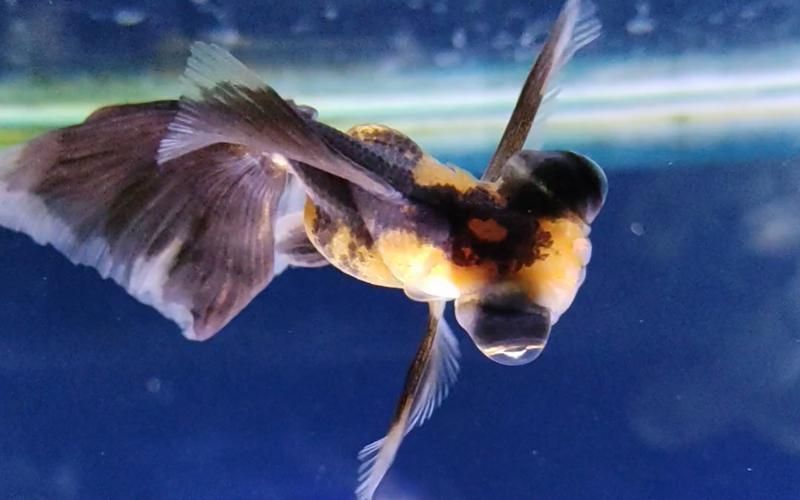 給我一些飼養黑龍睛的 tips，飼養黑龍睛金魚的完整指南 給我一些飼養黑龍睛的 tips，飼養黑龍睛金魚的完整指南 龍魚百科 第4張