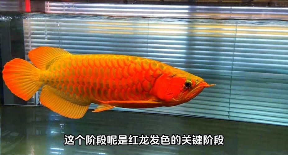紅龍魚發色階段有哪些圖片，紅龍魚發色階段是其生命周期中的一個重要階段，不僅影響外觀 紅龍魚發色階段有哪些圖片，紅龍魚發色階段是其生命周期中的一個重要階段，不僅影響外觀 龍魚百科 第6張