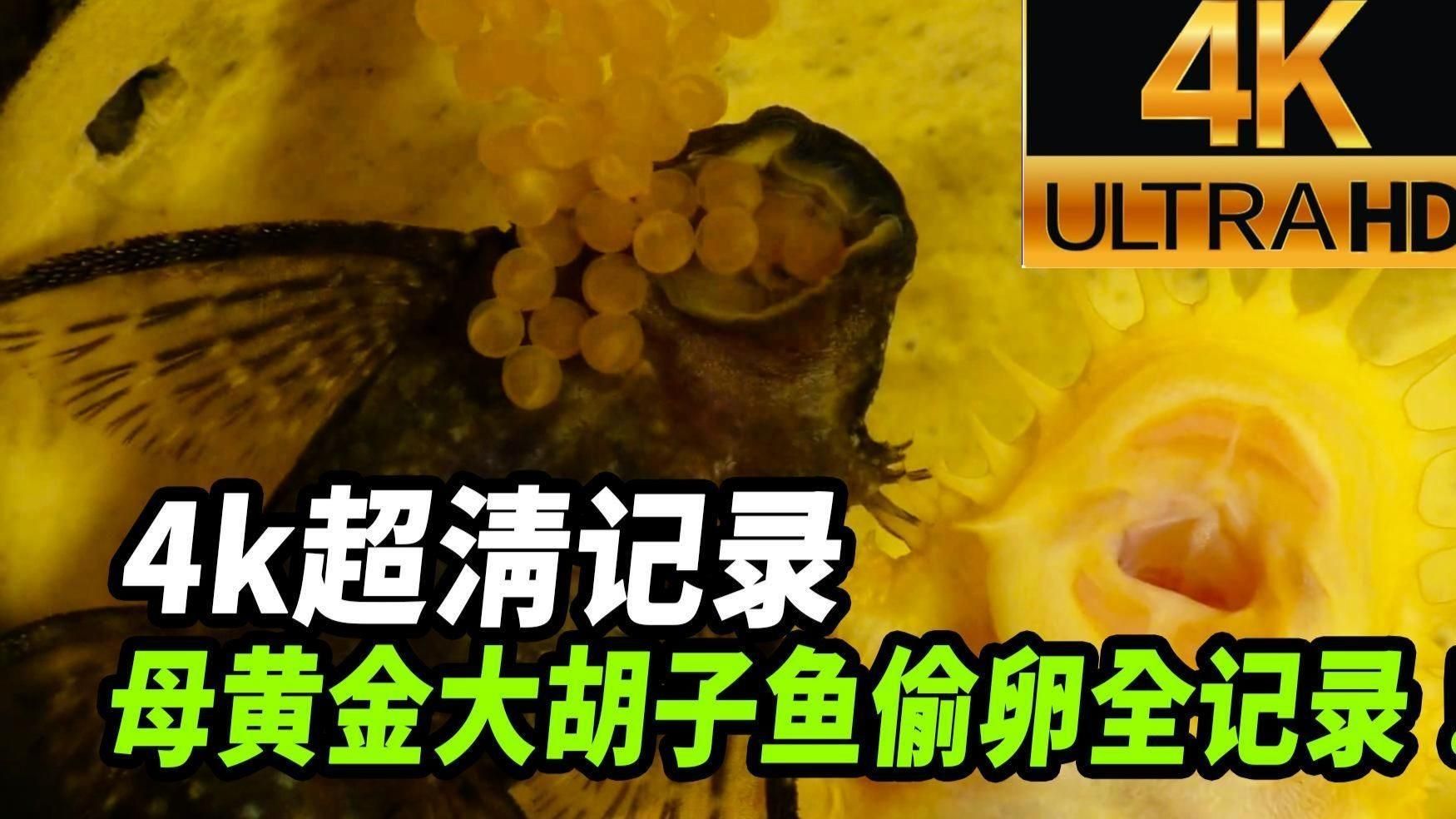 南美異型魚多久性成熟？