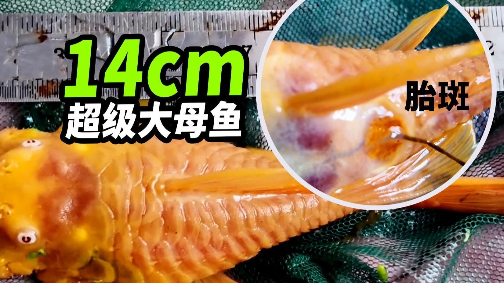 南美異型魚多久性成熟？