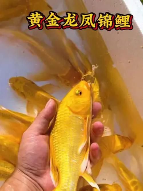 給我一些龍鳳錦鯉的圖片，龍鳳錦鯉的價(jià)格是多少