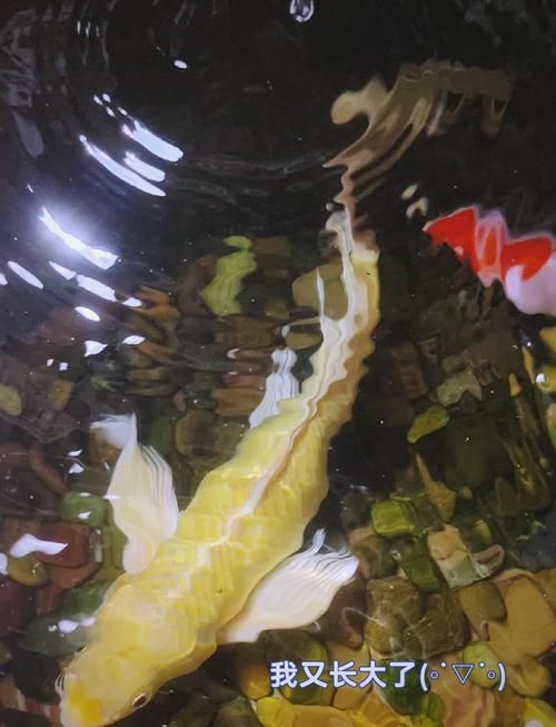 給我一些龍鳳錦鯉的圖片，龍鳳錦鯉的價(jià)格是多少